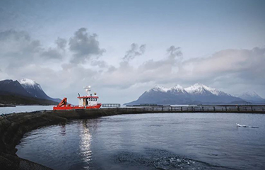 Cermaq, Nordlaks to suspend Norwegian investments if salmon resource tax approved