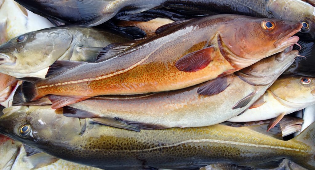 Norwegian frozen whitefish export prices climb again amid supply deficit