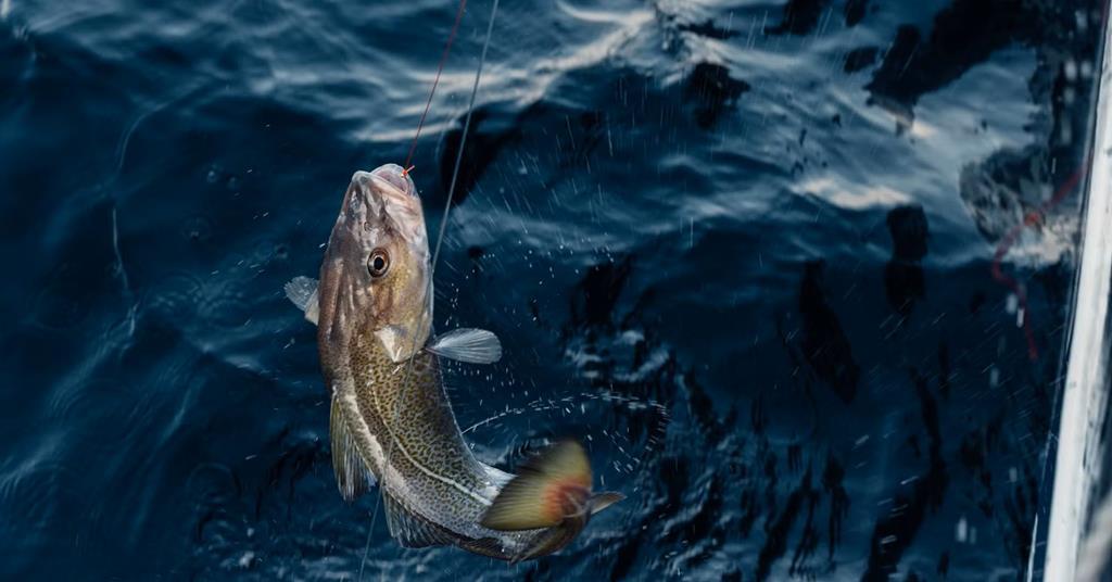 Skrei drives Norway&rsquo;s premium seafood exports